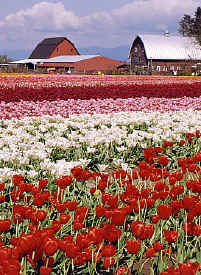 tulip_town2.jpg (97469 bytes)