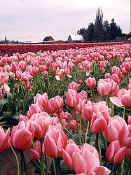 tulip_town3.jpg (80947 bytes)