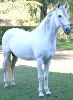 Antariz do Jequitb�