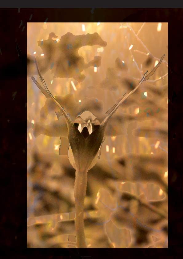 Harbinger cover image. Menacing orchid.