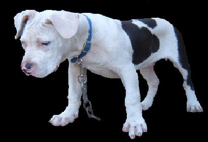 Click to view pedigree