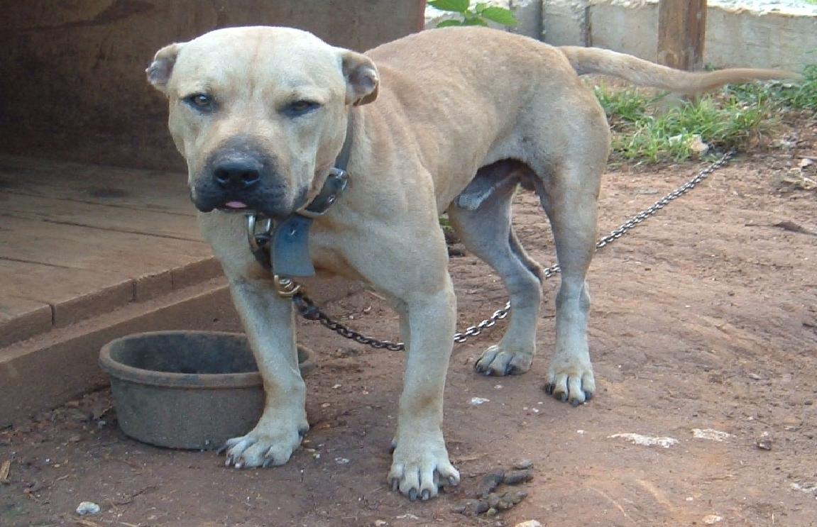 Click to view pedigree