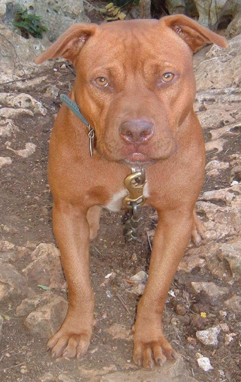 Click to view pedigree