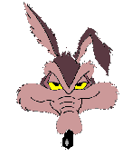 Coyote