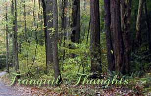 tranquil thoughts