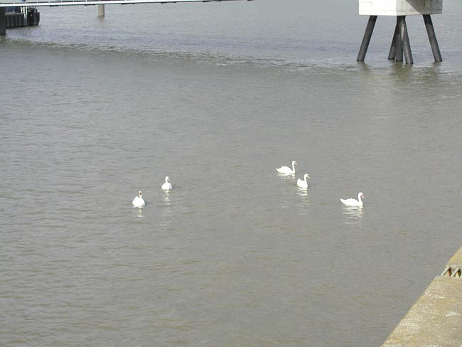 Plumstead-river-front-18