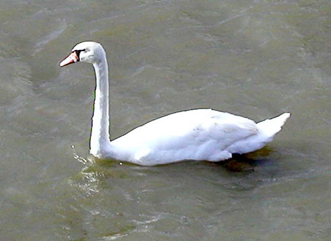 Plumstead-river-front-20
