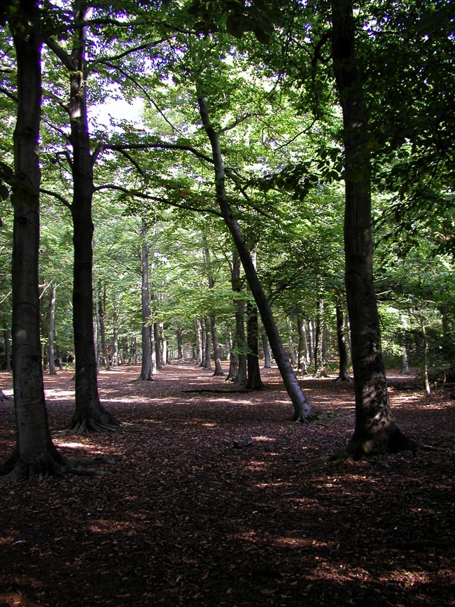 Plumstead-woods-11