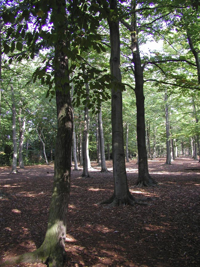 Plumstead-woods-12