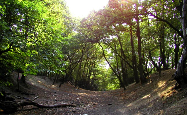 Plumstead-woods-14