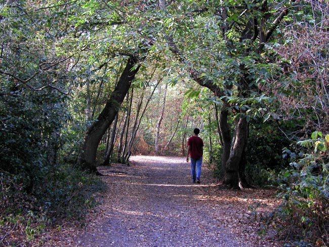 Plumstead-woods-18