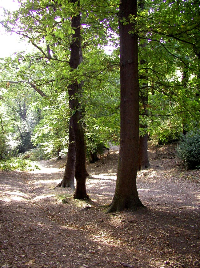 Plumstead-woods-3
