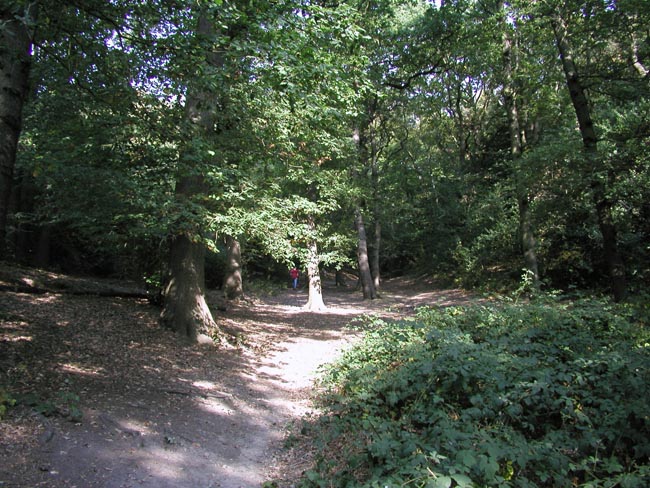 Plumstead-woods-4