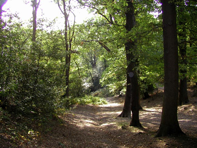 Plumstead-woods-5