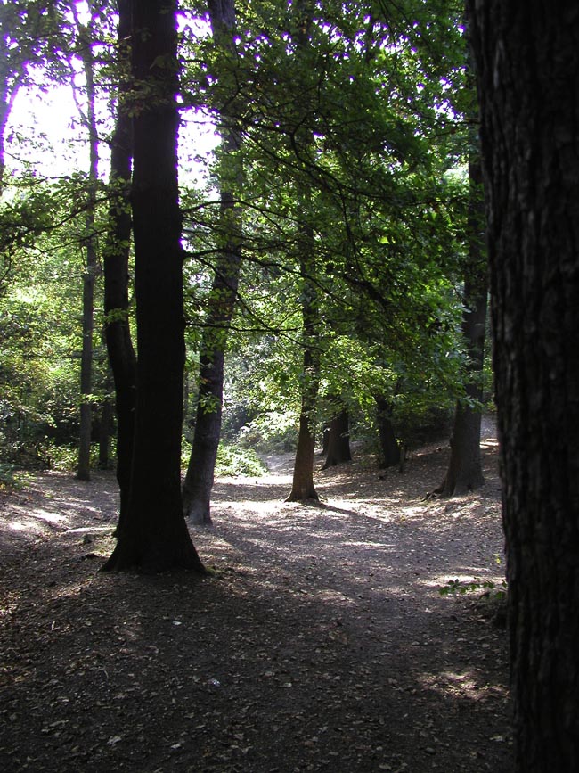 Plumstead-woods-6