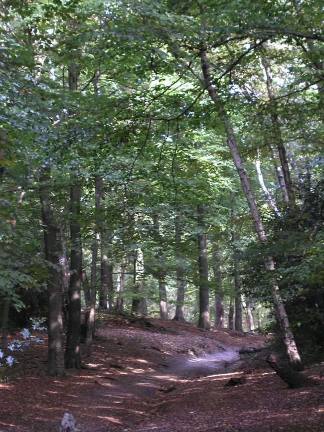 Plumstead-woods-7