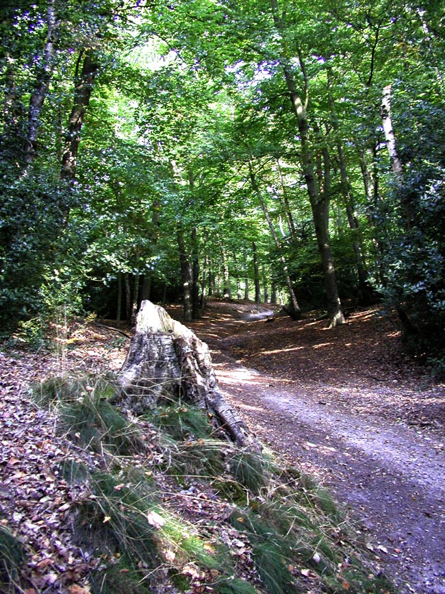 Plumstead-woods-8