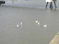 Plumstead-river-front-18