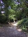 Plumstead-woodland