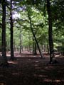 Plumstead-woods-11