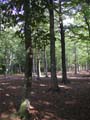 Plumstead-woods-12