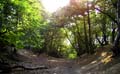 Plumstead-woods-14