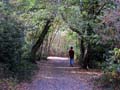 Plumstead-woods-18