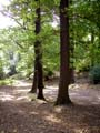 Plumstead-woods-3
