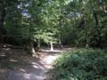 Plumstead-woods-4