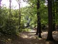Plumstead-woods-5