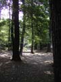 Plumstead-woods-6