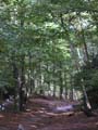 Plumstead-woods-7