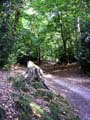 Plumstead-woods-8