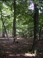 Plumstead-woods-9