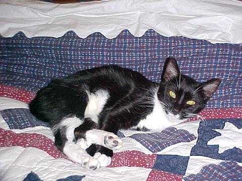 MOJO