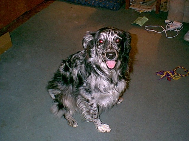 Cody