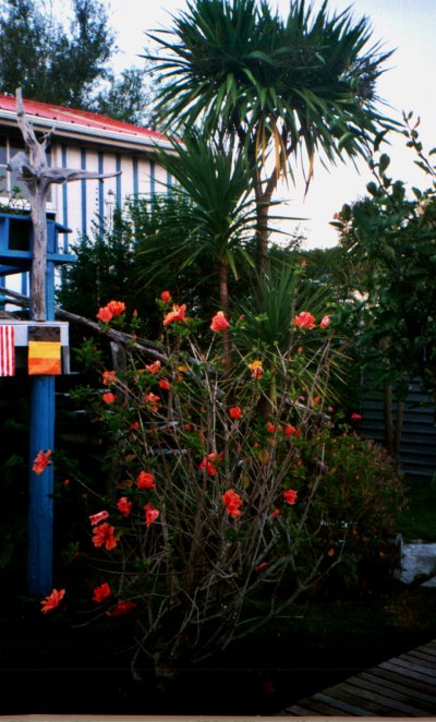deckhibiscus