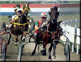 How to win harness racing, handicapping, be a winning handicapper thoroughbred, harness, quarterhorse, and greyhound players