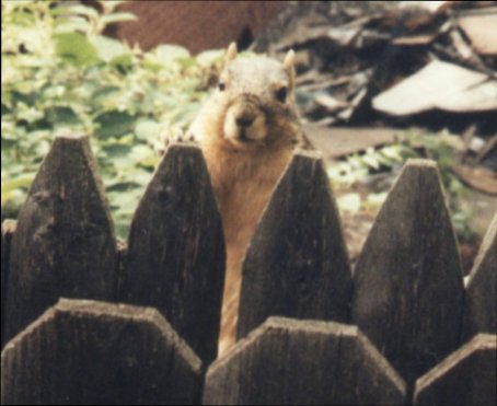 Squirrel1