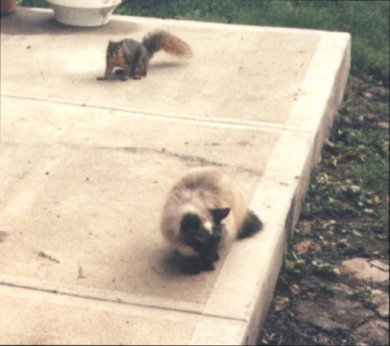 Squirrel2