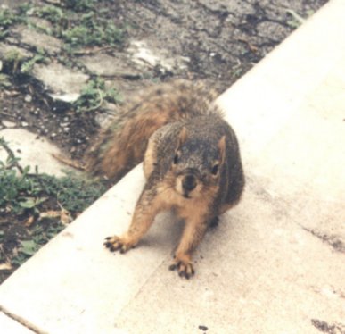 Squirrel3