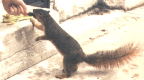 Squirrel4