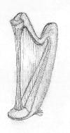Orchestral Harp, pencil sketch, JPG 4K