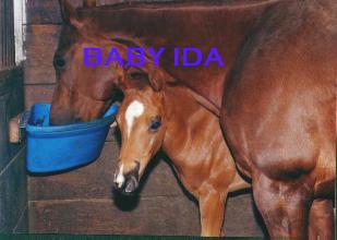 Ida