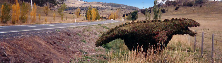 Dinosaur topiary bush south of Launceston on highway