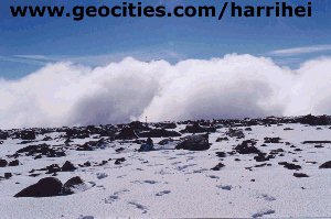 Harrihei