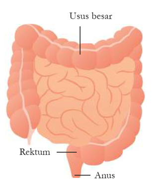 Gambar 7 Usus Besar