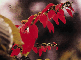 Chaconia