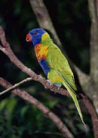 parrot1.jpg (15291 bytes)