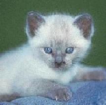 Siamese Cat